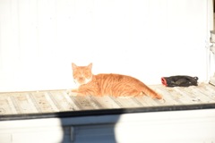 軽トラの上で日向ぼっこ