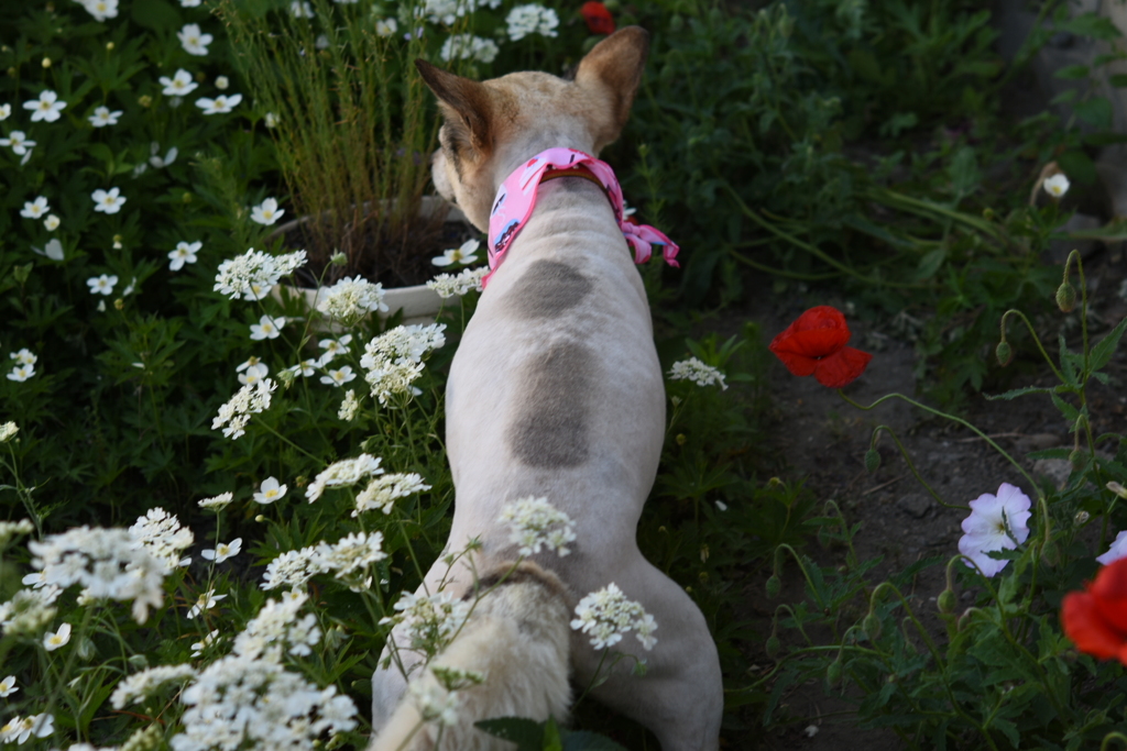 故うちのラン子さん2015