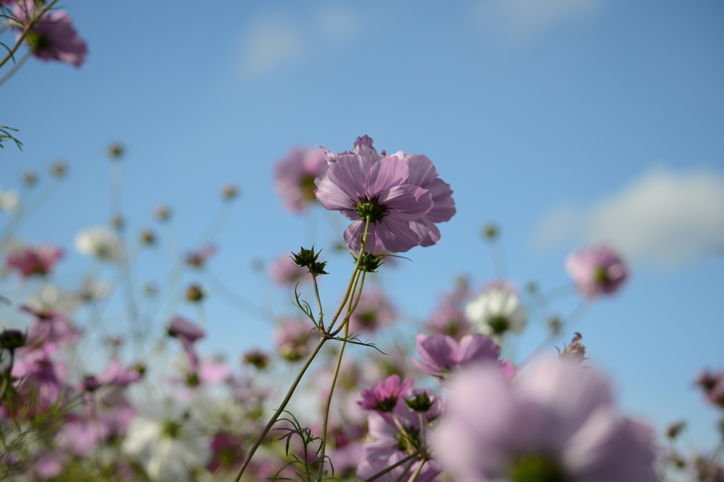 久々のカメラ２