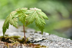 コンクリートと共に生きていく