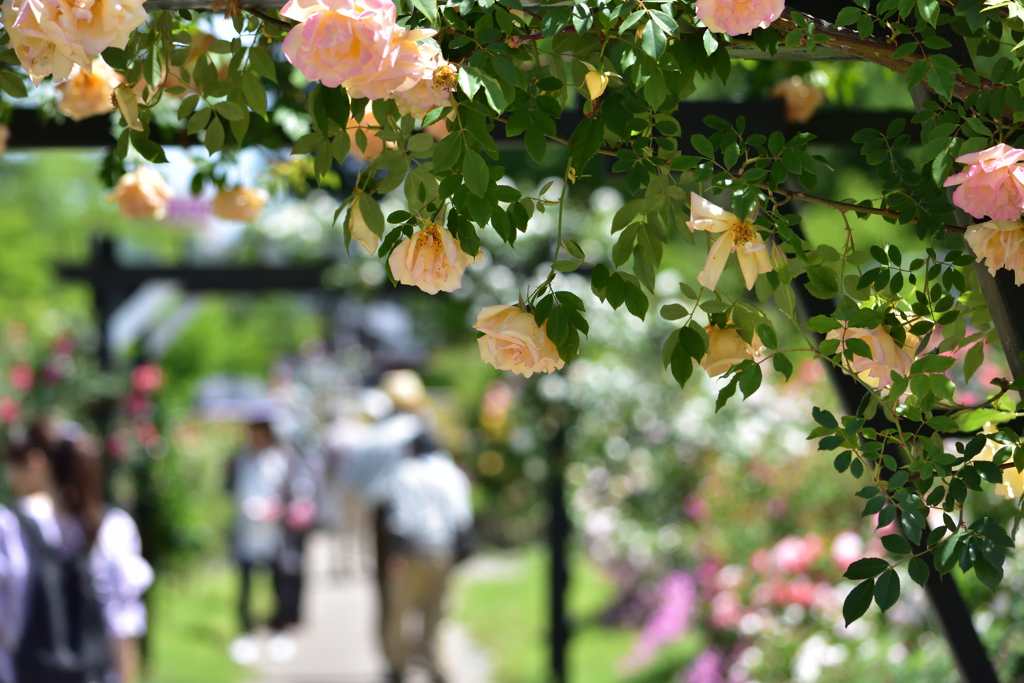 豊科近代美術館　公園　バラ
