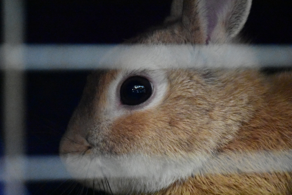 檻からこっちを見つめる兎
