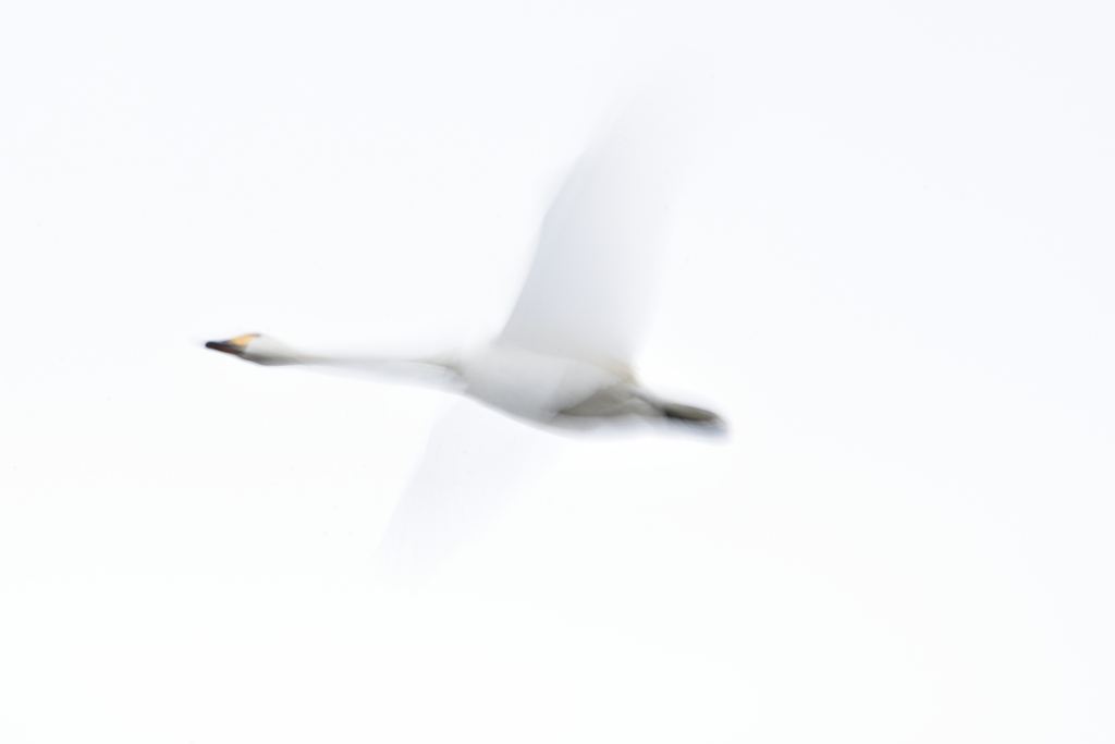 詰めが甘－いです