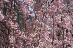 枝垂桜3