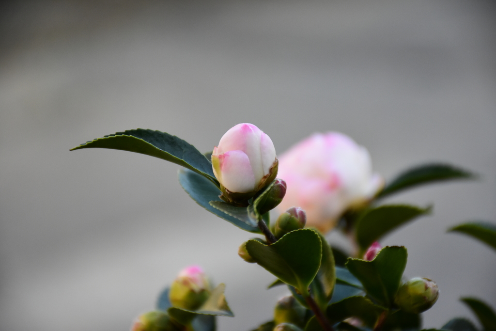 XFF_4799