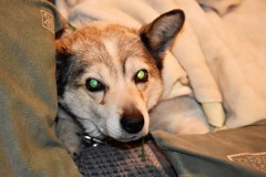 故うちのラン子さん2015