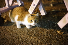 こんばんは