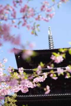 東寺 春 2018