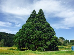 トトロの木