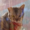 窓際の猫