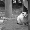 びびりちゃん