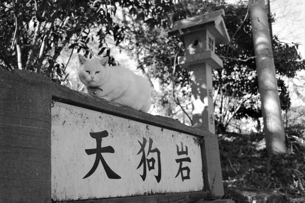 観光大使猫
