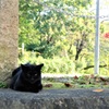彼岸花と猫②