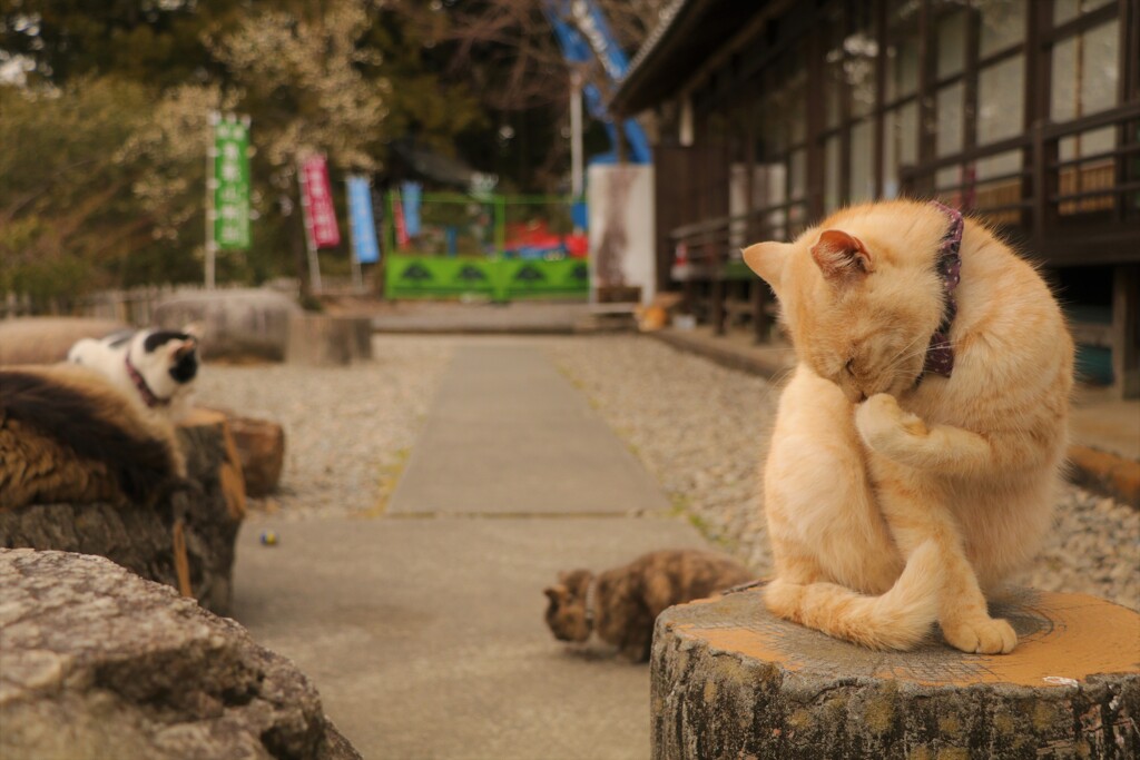 お手々ぺろぺろ