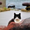 猫旅①