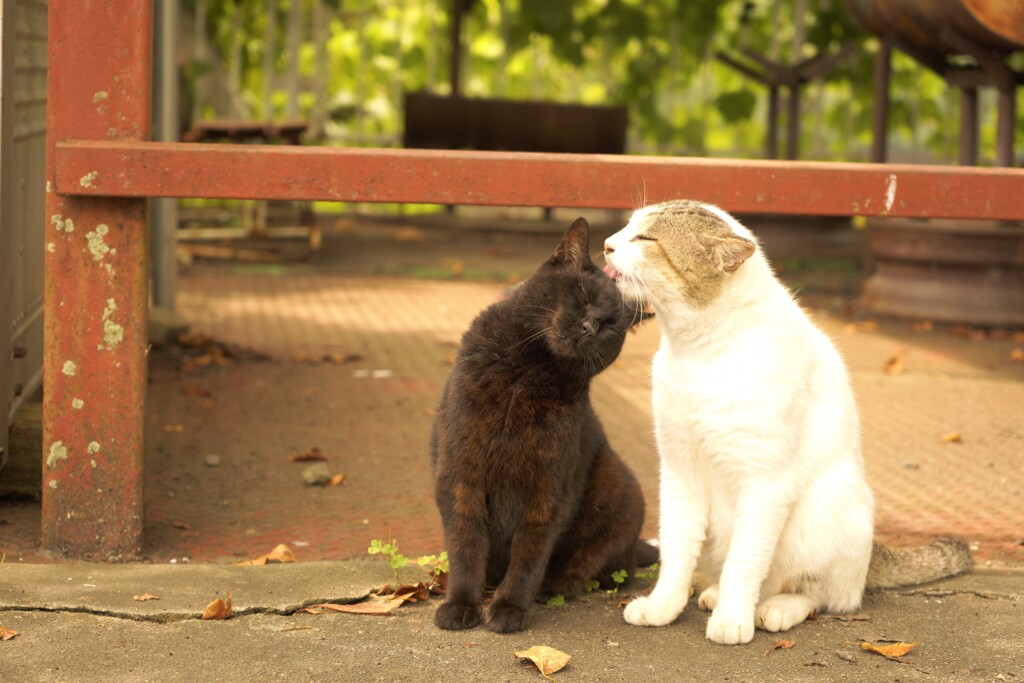 世界猫の日