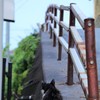 猫旅➂