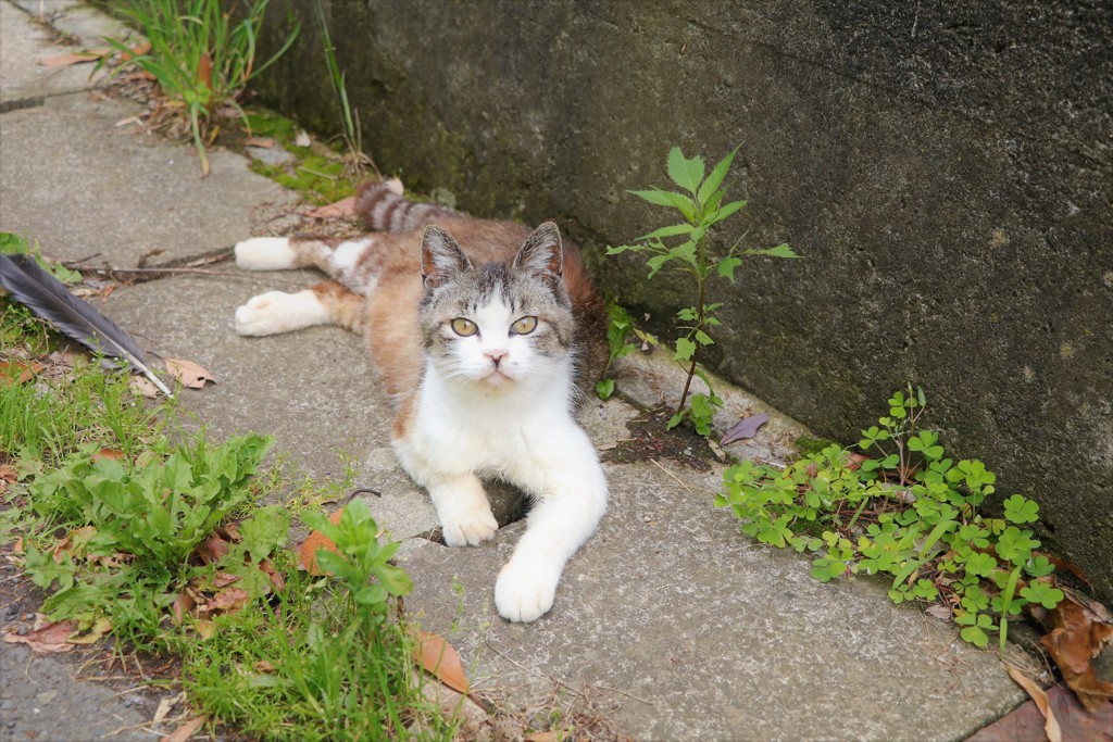 ほくろちゃん