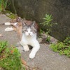 ほくろちゃん