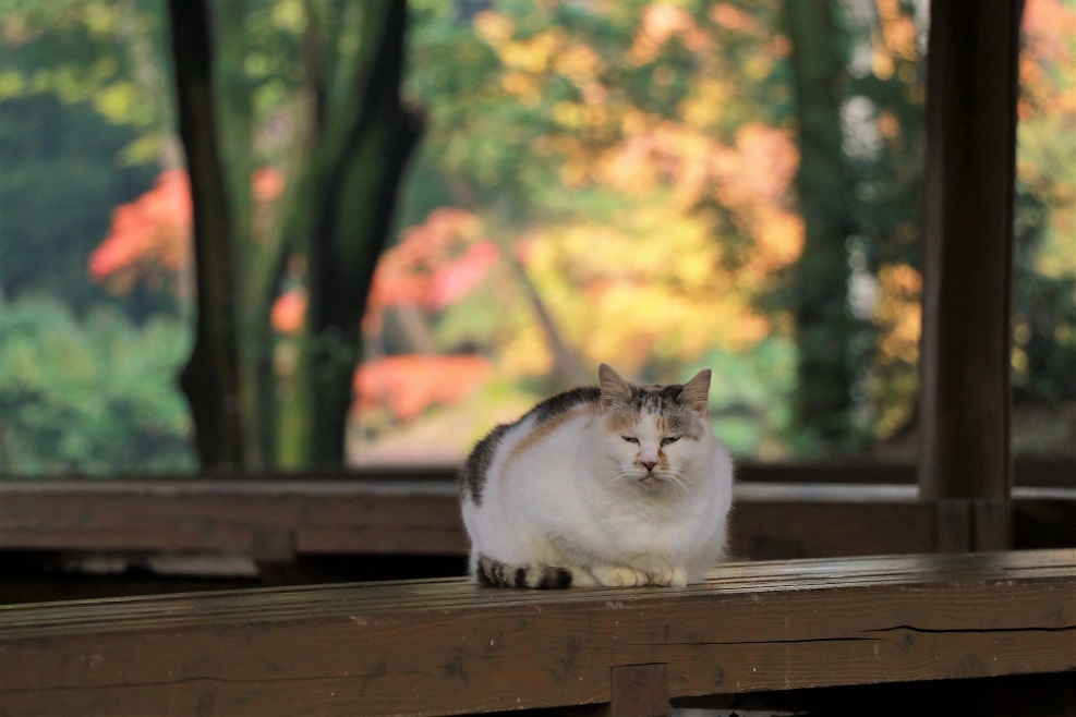 紅葉と猫
