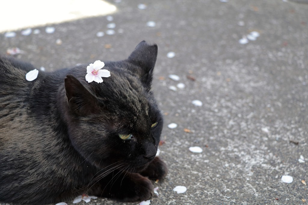 オシャレ♪