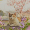 花と猫