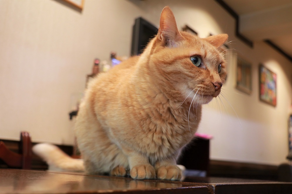 谷中にゃん歩その1