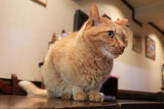 谷中にゃん歩その1