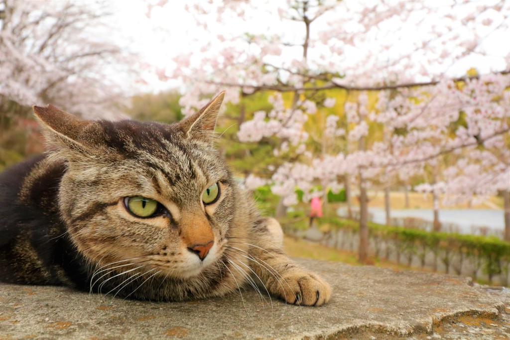 第三の猫