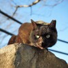 気まぐれな猫2