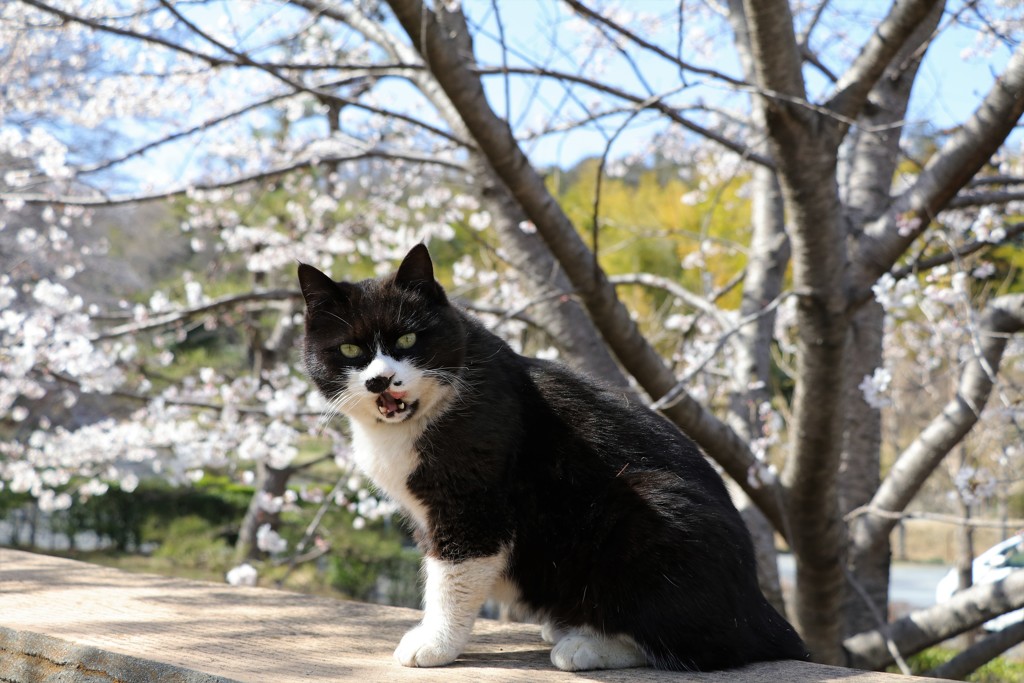 にゃんこすたー