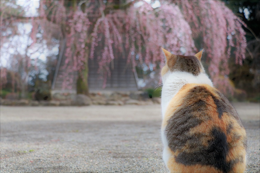 お花見ネコ