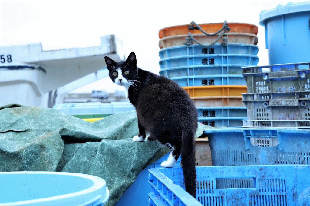 猫旅②