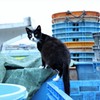 猫旅②