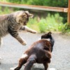 引き分け？