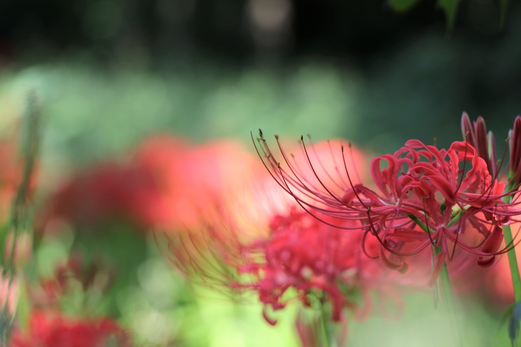 曼珠沙華