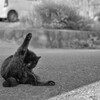 チラリズム