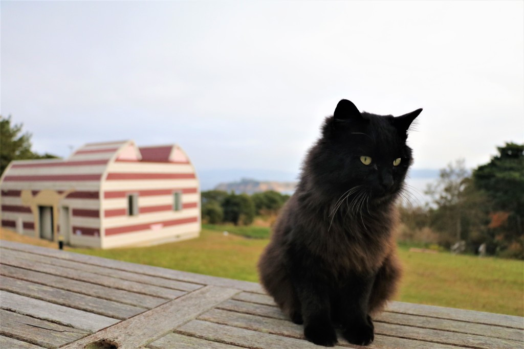 猫旅④