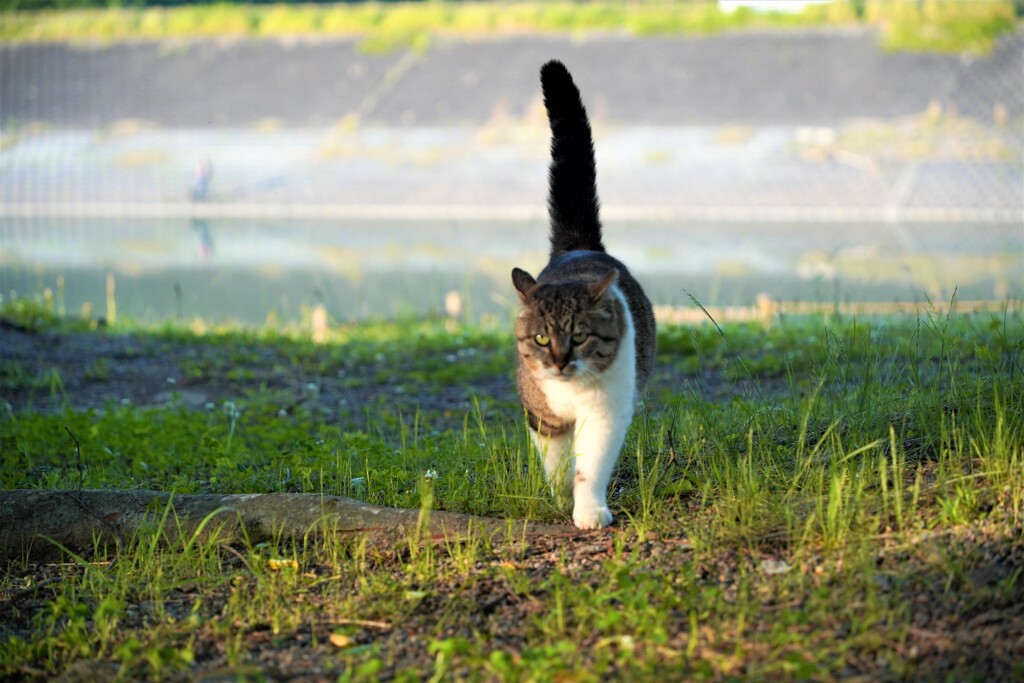 真顔でずんずん