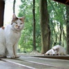 森猫
