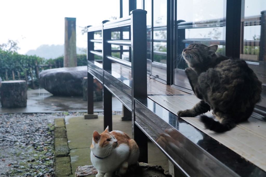 神猫