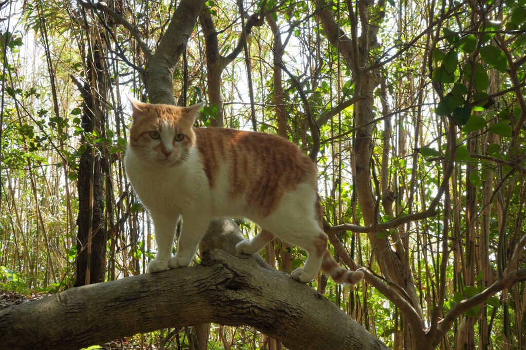 おはよう！ねこさん