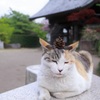 どうかしら？