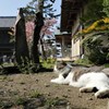 鎌倉にゃん歩その2