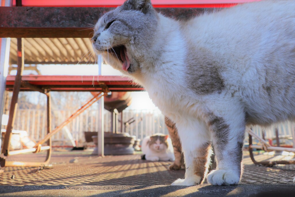 昼寝のあとのあくび