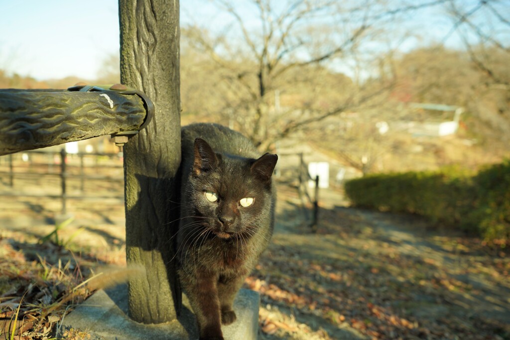 気まぐれな猫1
