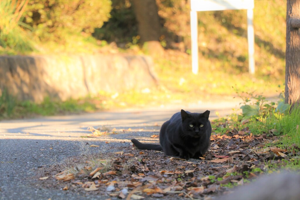 この距離