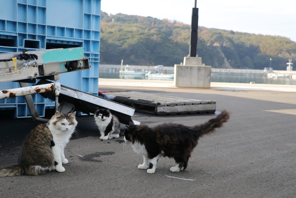 猫の井戸端会議