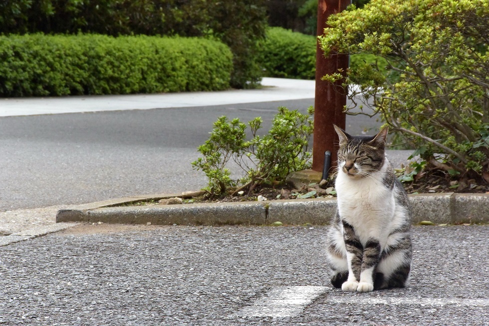 動かない猫