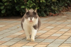 ふとっちょさん